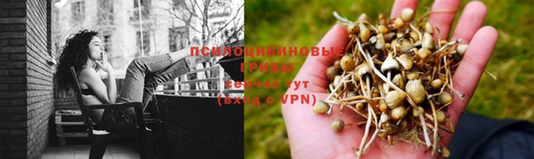 шишки Белокуриха